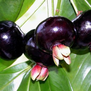 Grumichama – da Aprile, Maggio, Giugno -