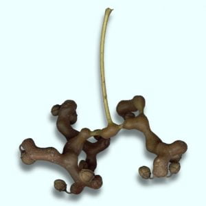 Hovenia dulcis – da Novembre a Febbraio -