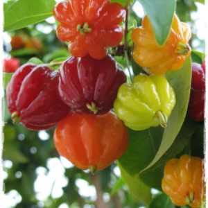 PITANGA - da Maggio a Novembre -