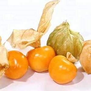 Alchechengi - disponibilità: tutto anno in particolare da aprile a gennaio;