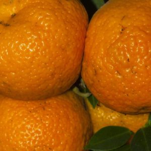 Chinotto Siciliano - da Novembre ad Aprile- Maggio