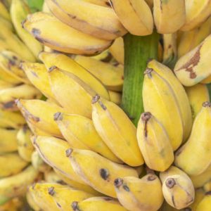 BANANE PISANG AWAK- Varietà Rare - OFFERTA