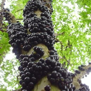 Jabuticaba da maggio a novembre
