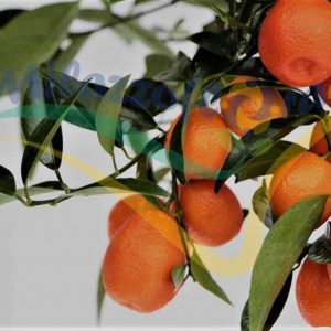 Kucle (Fortunella margarita x Citrus clementina) - Da novembre ad Aprile Maggio -