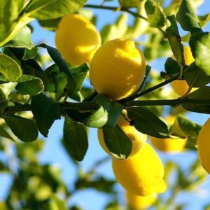 LIMONI SICILIANI - da Novembre a Luglio -