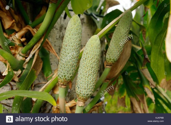 Frutto della Monstera deliciosa - da Novembre a Giugno - | I Nonformaggi di  Luciente