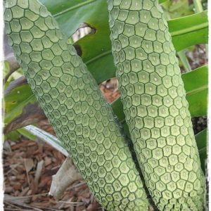 Frutto della Monstera deliciosa - da Novembre a Giugno -