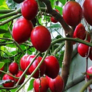 TAMARILLO da ottobre a marzo